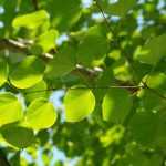 Caramel tree, Cercidiphyllum: planting, pruning and care