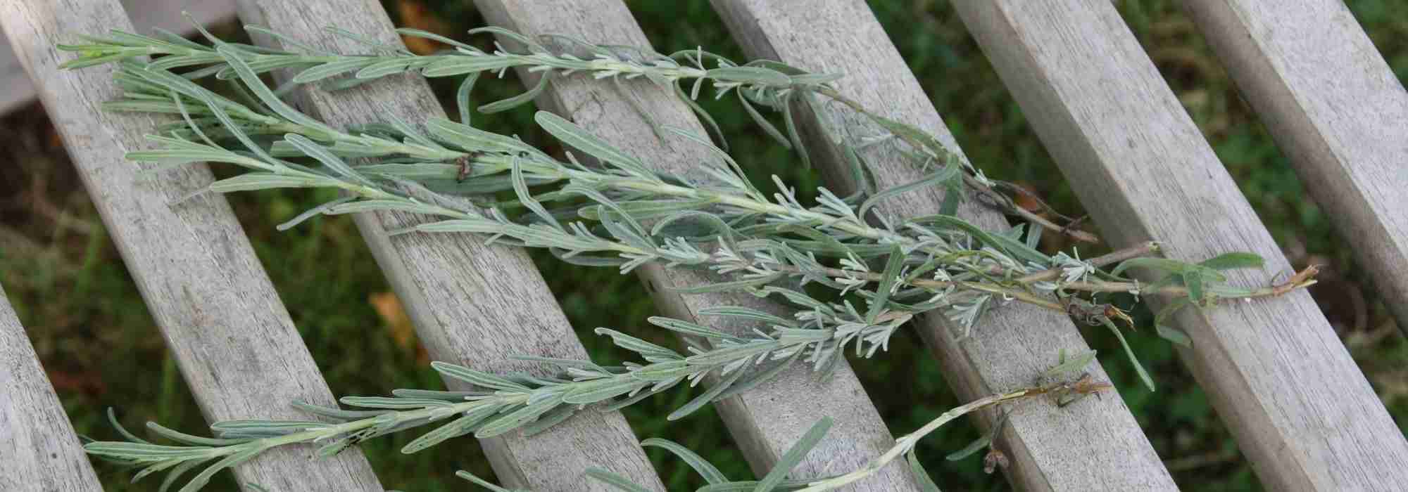 How to propagate lavender ? : an illustrated tutorial