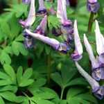 Corydalis: planting, growing and care