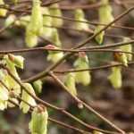 Corylopsis : planting, pruning and care
