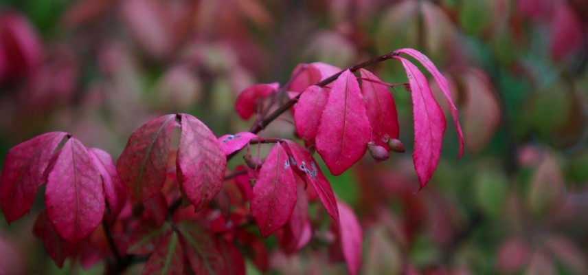 Winged Spindle in Autumn