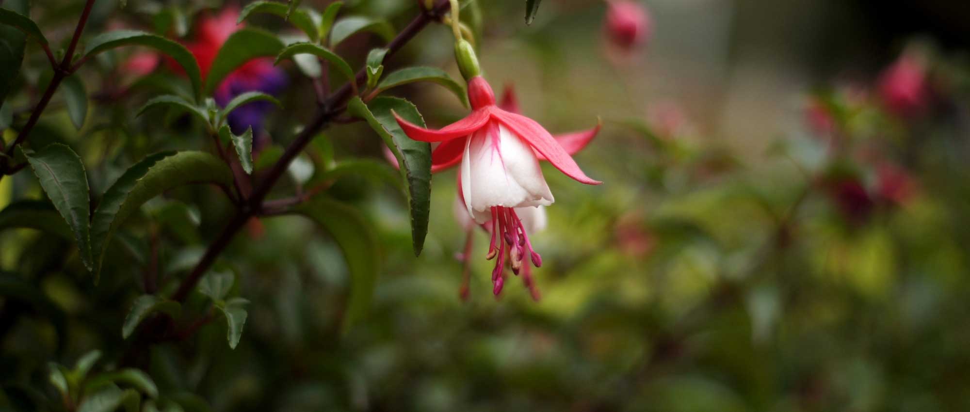 Fuchsia: planting, pruning, culture and maintenance
