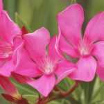 Oleander: planting, pruning and maintaining