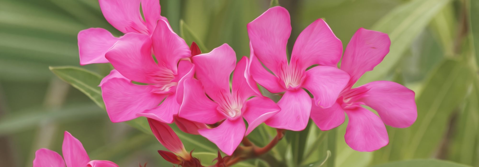 Oleander: planting, pruning and maintaining