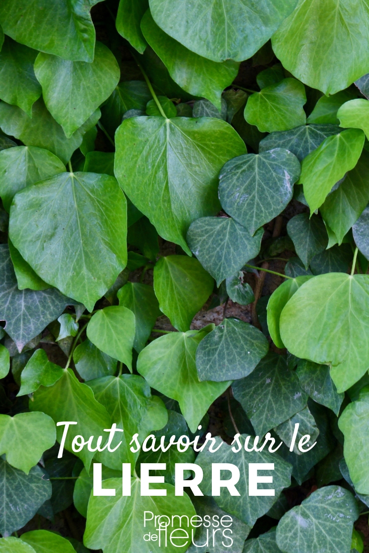 Ivy, Hedera helix, climbing plant