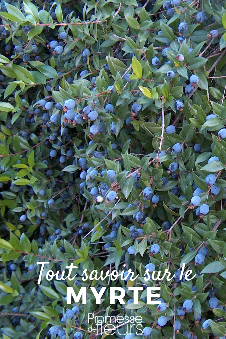 Myrtle, Myrtus - Bush - Everything You Need to Know