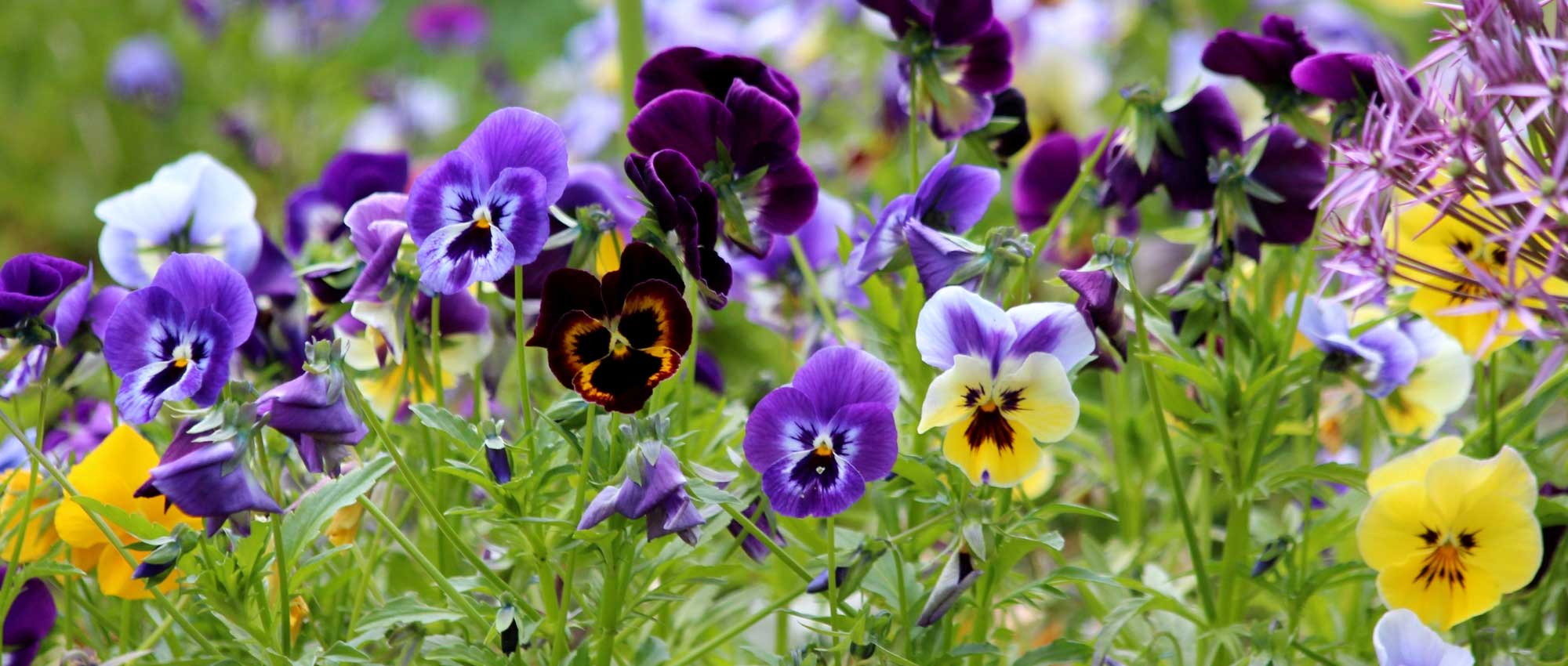 Pansies: growing, sowing, planting and care