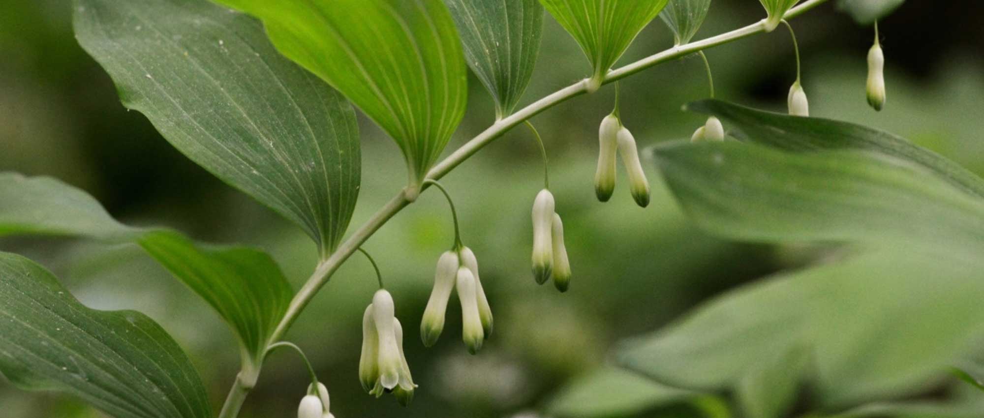 Sceau de Salomon, Polygonatum : planting, dividing and care