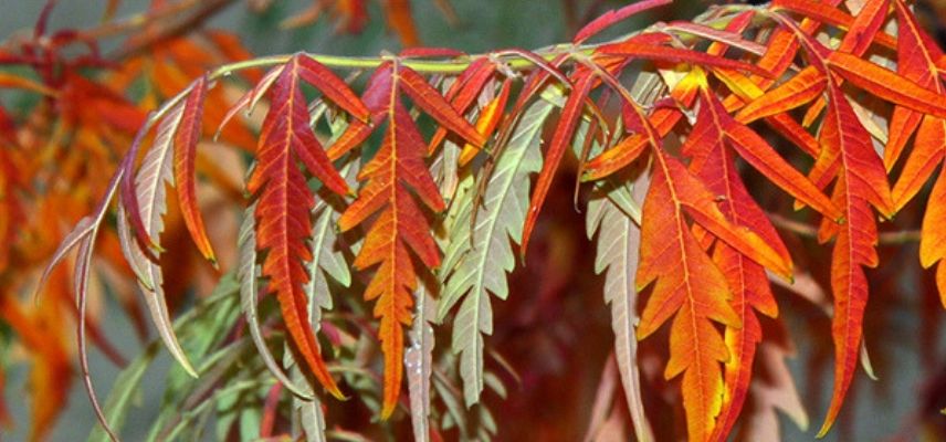 Sumac in Autumn