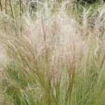 Stipa, Angel hair: planting, pruning, care