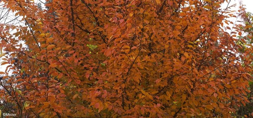 Orange Retz Hornbeam in Autumn