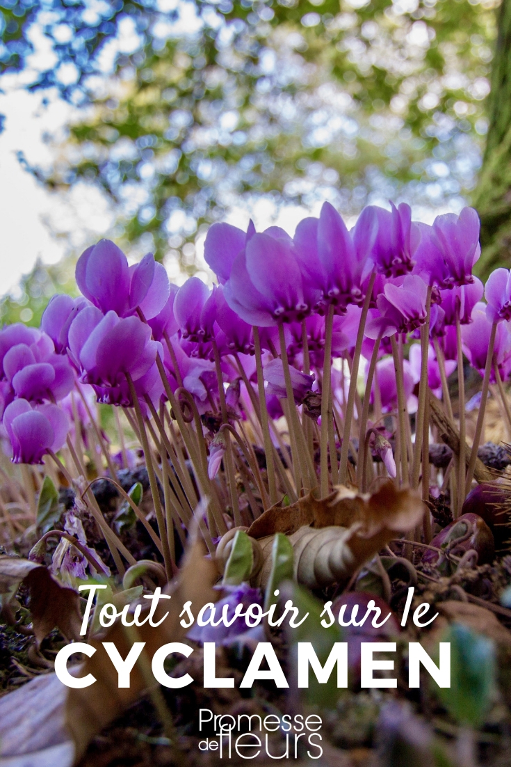 Cyclamen: Planting, Cultivating, Maintaining