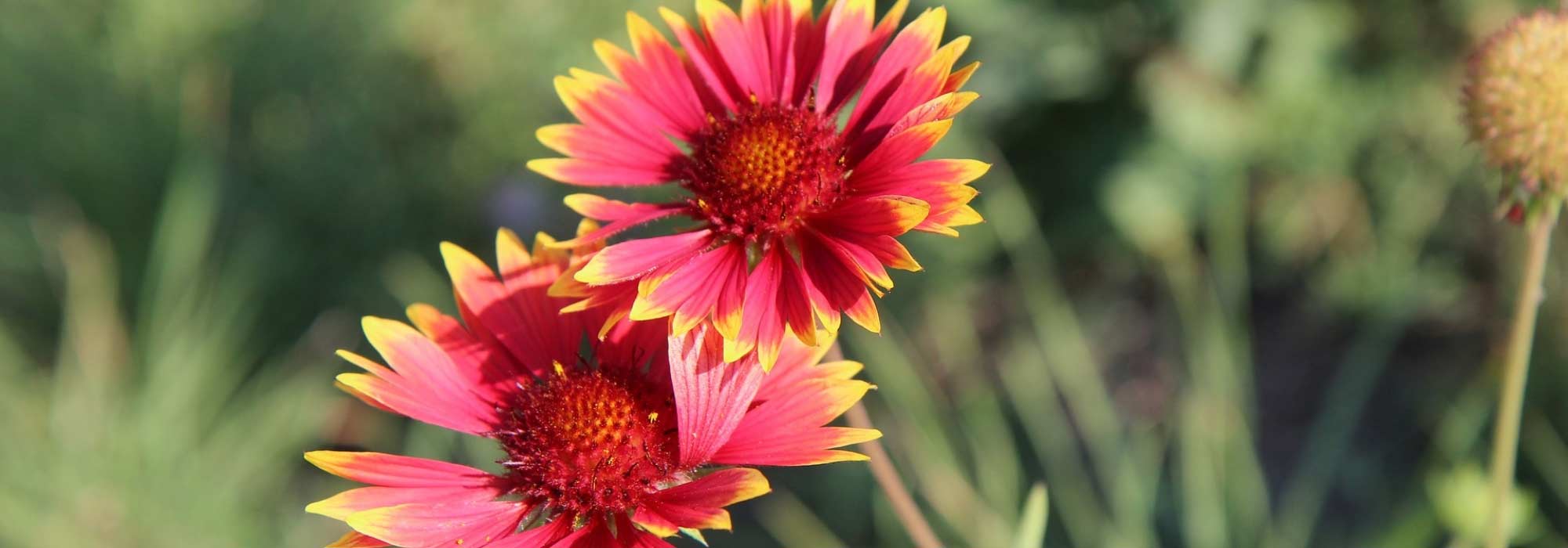 Gaillardia: planting, sowing, maintenance