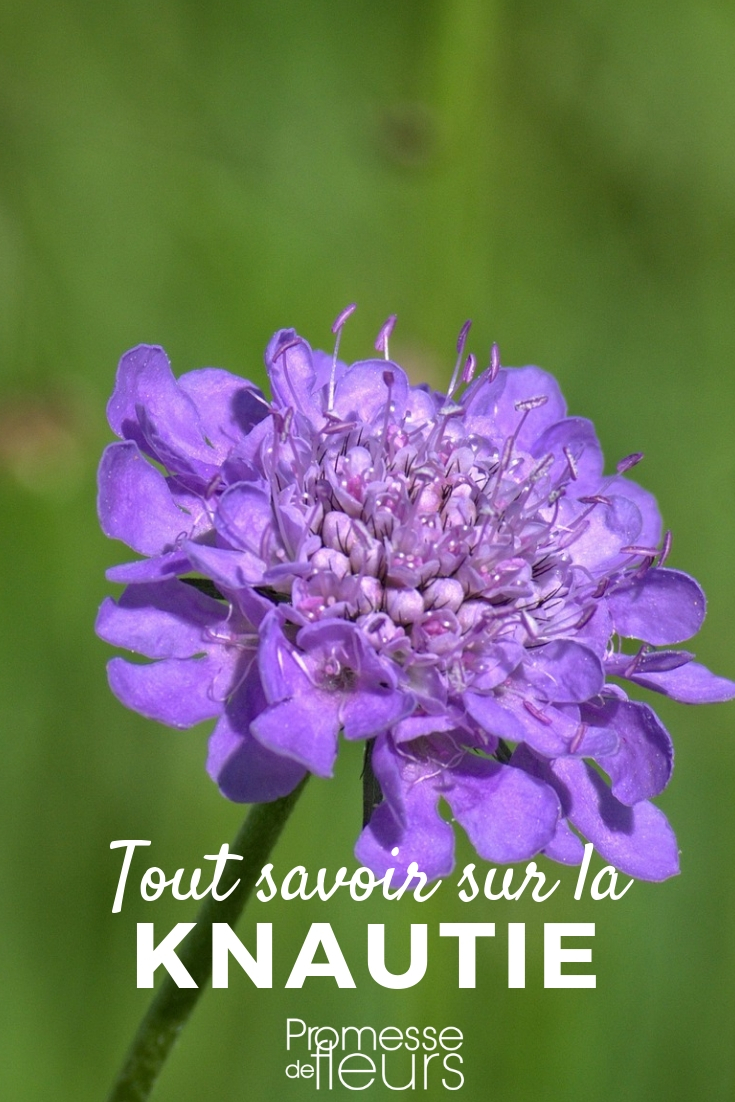 Field Scabious, Knautia: Everything You Need to Know