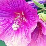 Lavateras, shrubby and annual: planting, sowing, pruning and care