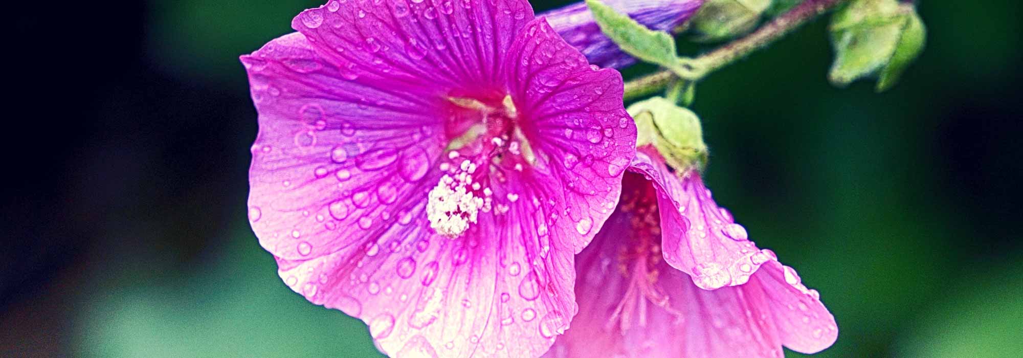 Lavateras, shrubby and annual: planting, sowing, pruning and care