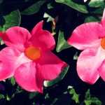 Dipladenia, Mandevilla: planting and care