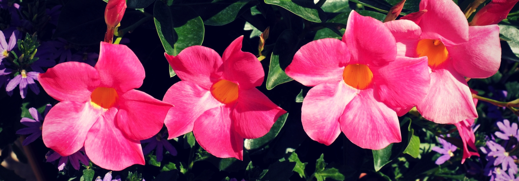 Dipladenia, Mandevilla: planting and care