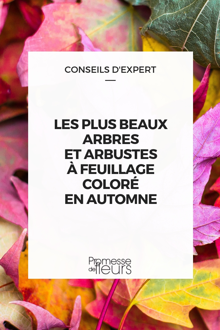 Colourful Autumn Foliage: A Selection of the Best Trees and Bushes