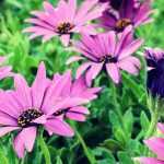 Osteospermum, African daisy: planting, pruning, care