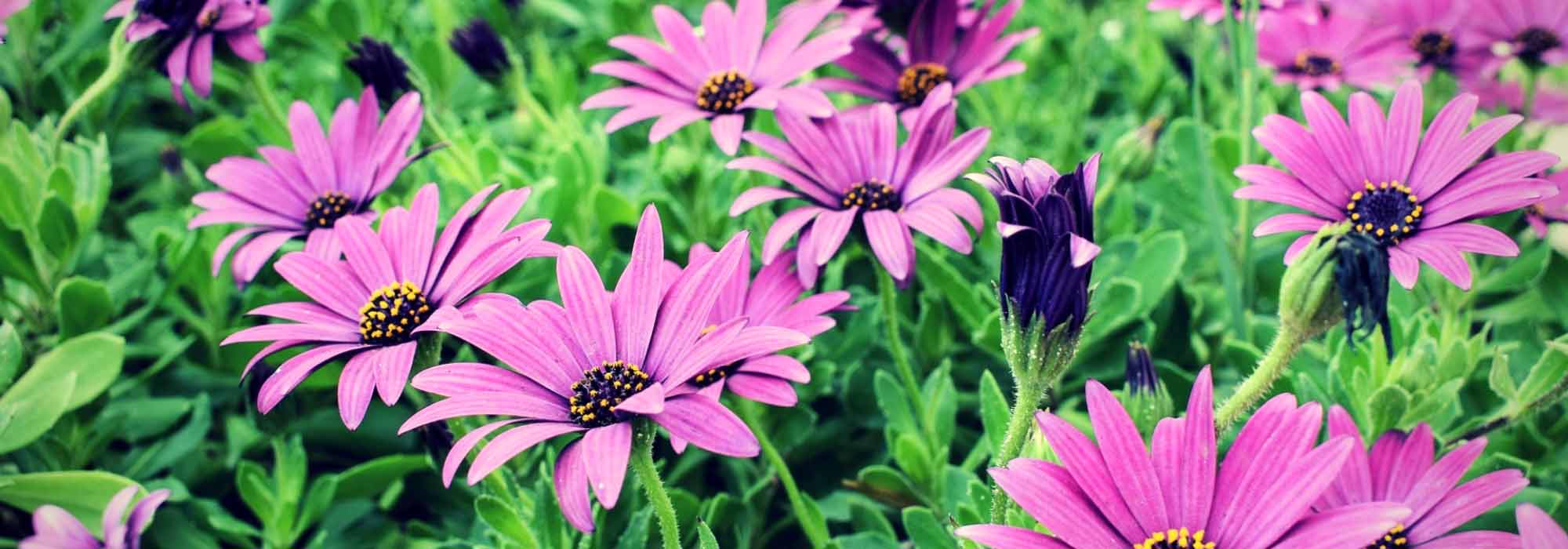 Osteospermum, African daisy: planting, pruning, care