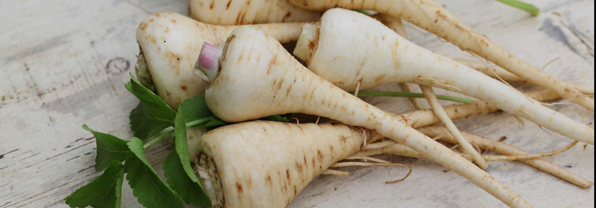 Parsnip: sowing, growing, harvesting and store
