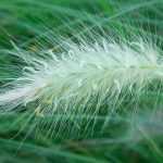 Pennisetum - Fountain grass : planting, pruning, care