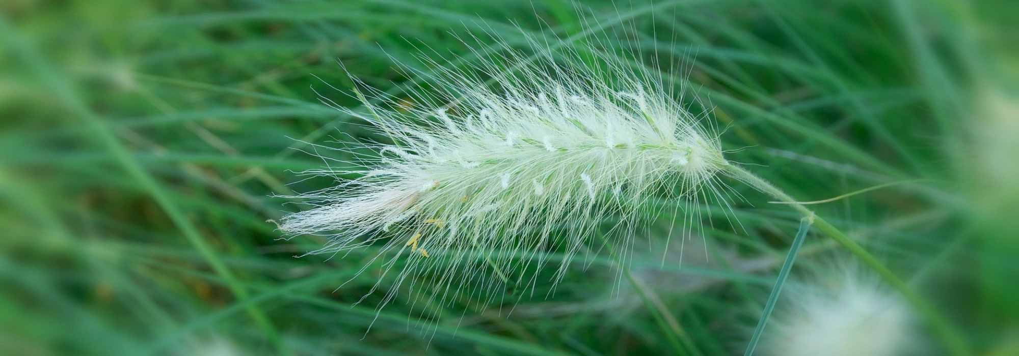 Pennisetum - Fountain grass : planting, pruning, care