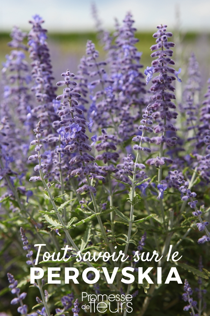 Perovskia, Afghan Sage - Everything You Need to Know