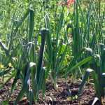 Leeks: sowing, planting, growing, harvesting