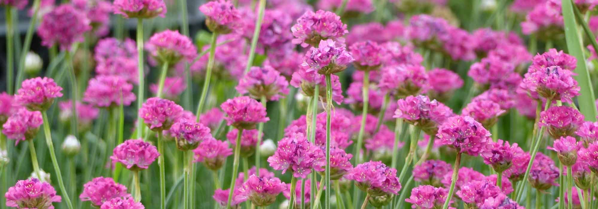 Armeria, sea thrift: planting, growing and care