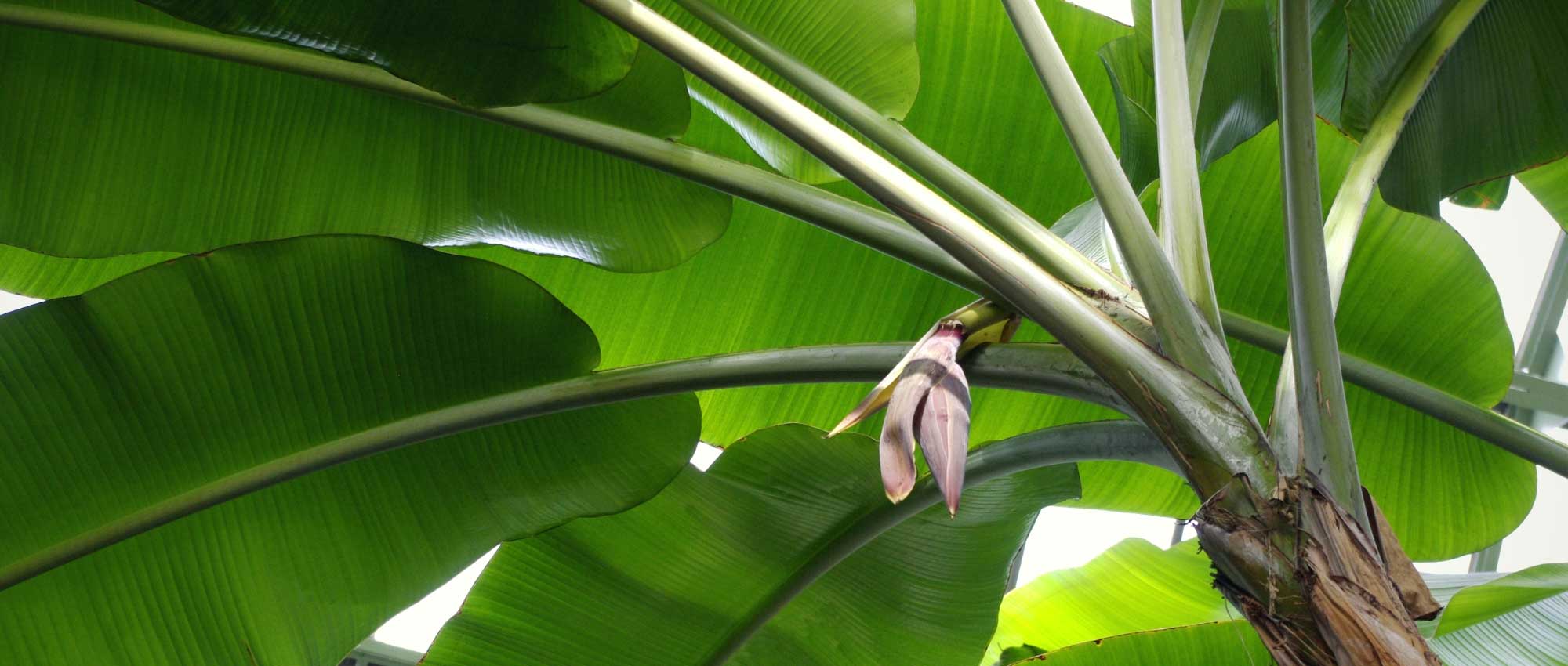 Banana plant: planting, cultivation and maintenance, in pot or in garden