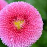 Daisy, bellis perennis: planting, sowing and growing