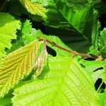 Hornbeam, hornbeam hedge: planting, pruning and maintaining