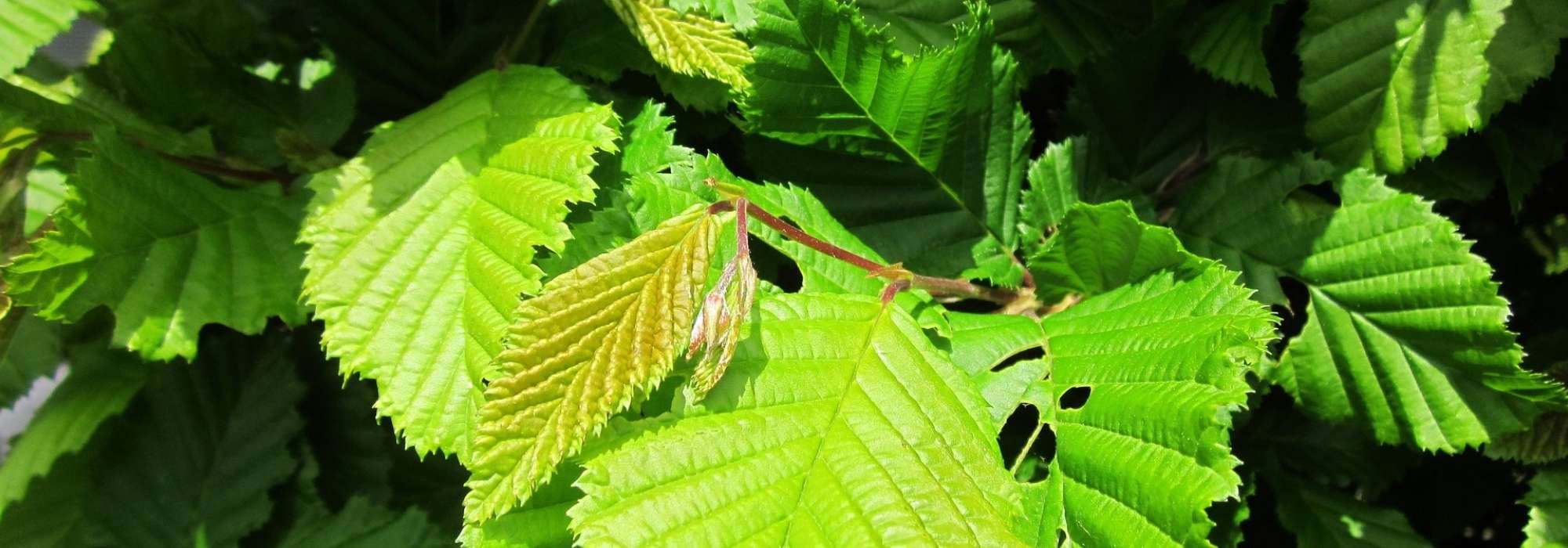 Hornbeam, hornbeam hedge: planting, pruning and maintaining