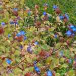 Ceratostigma, Chinese Plumbago: planting, pruning and care