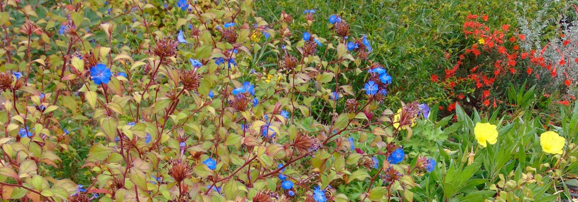 Ceratostigma, Chinese Plumbago: planting, pruning and care