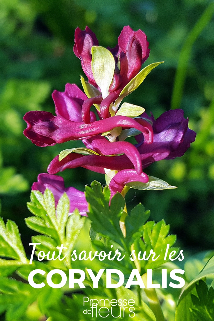 Corydalis: Planting, Cultivation, and Care - Tips