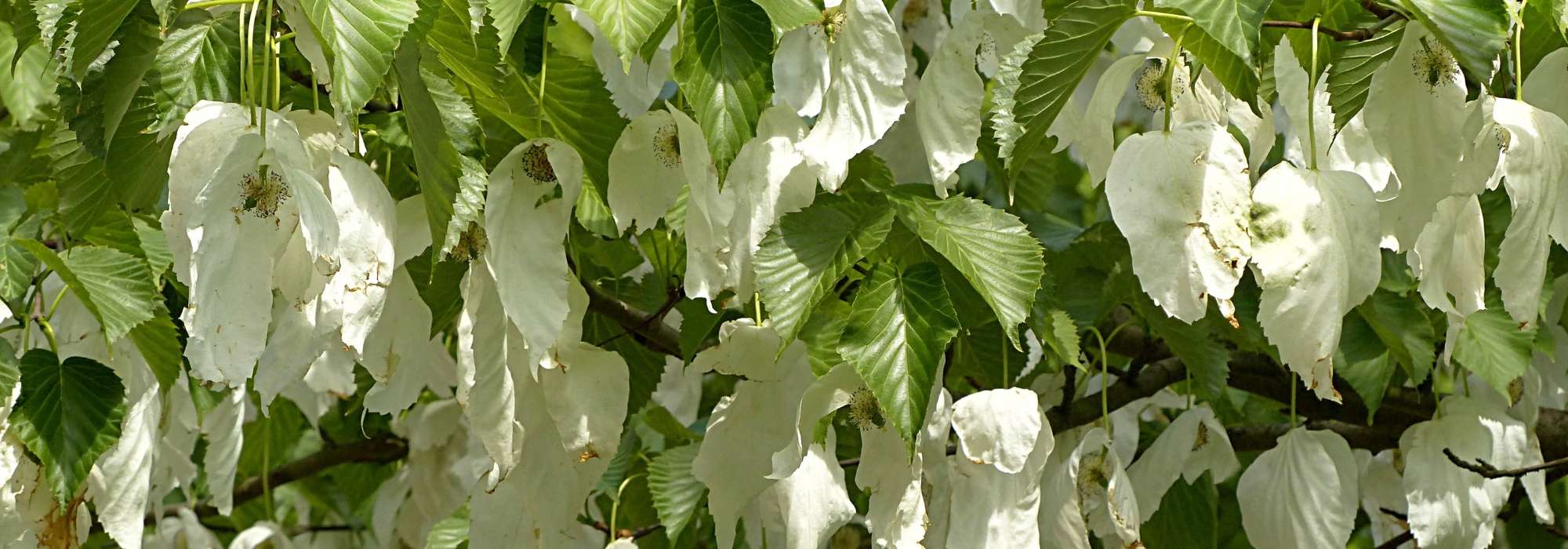 Handkerchief tree, Davidia<em> </em>: planting, pruning, care