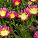 Delosperma, perennial ice plant: planting and growing