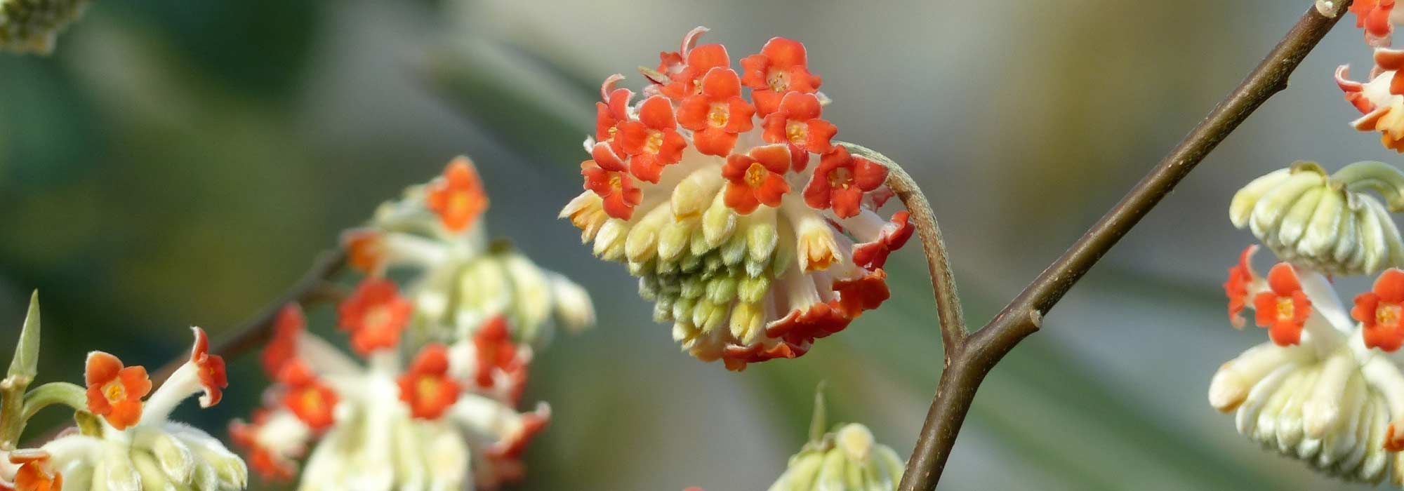 Edgeworthia chrysantha, paperbush: planting and care
