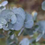 Eucalyptus: planting, pruning and care