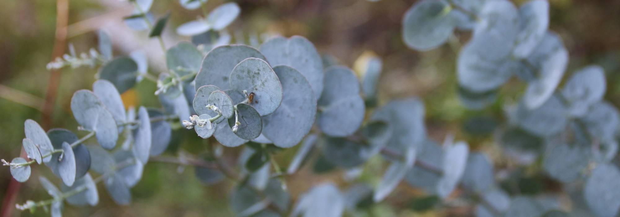Eucalyptus: planting, pruning and care