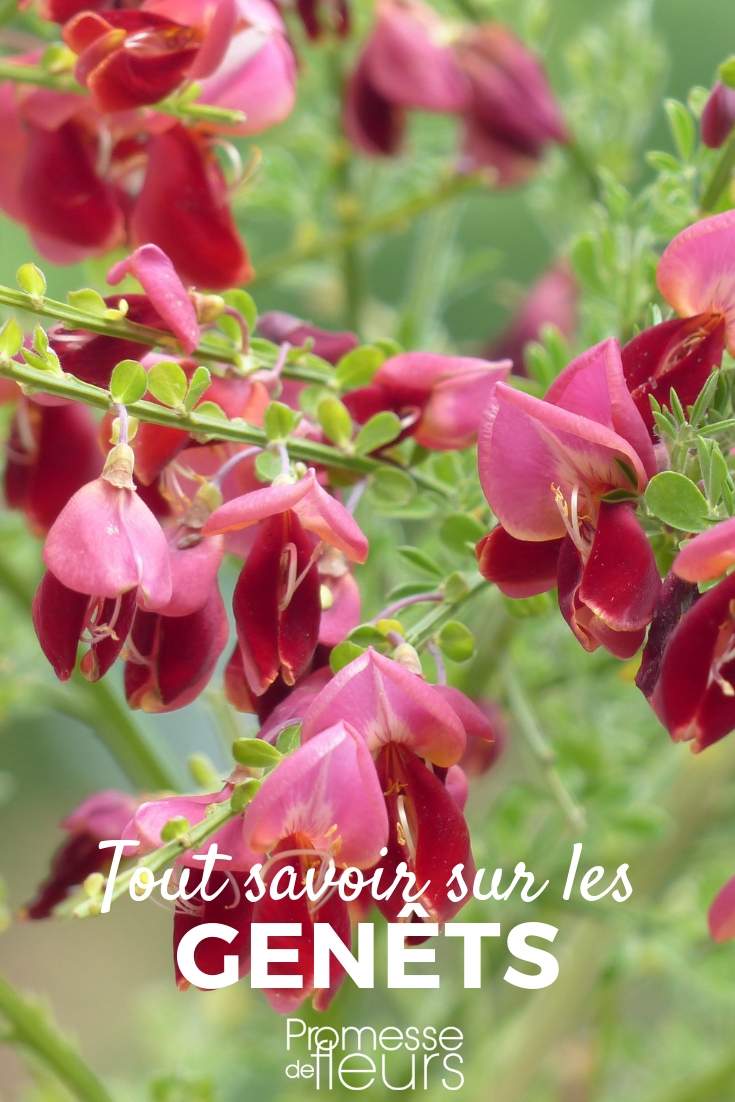 Broom, Laburnum: Planting, Pruning, Maintaining