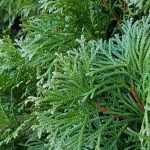 Fast-growing hedge: 10 shrubs for quick growth hedge