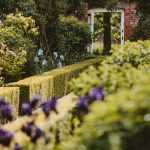 Evergreen hedges, bushes for all garden styles