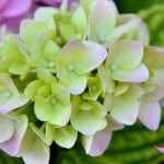 Hydrangeas: planting, pruning and care