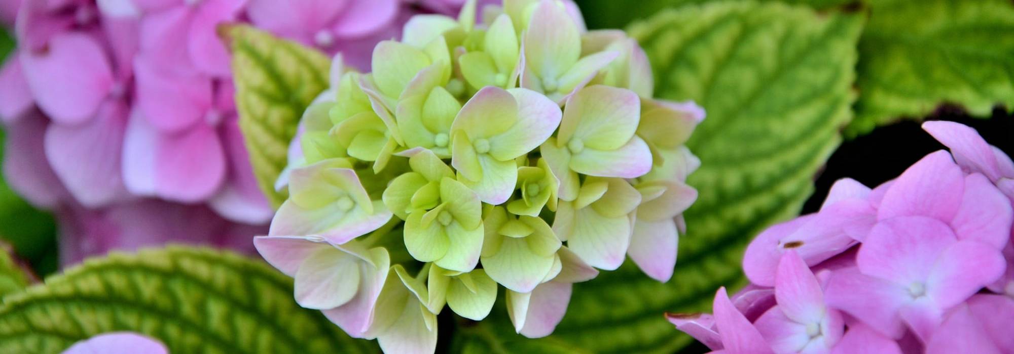 Hydrangeas: planting, pruning and care