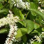 Itea: planting, pruning and care