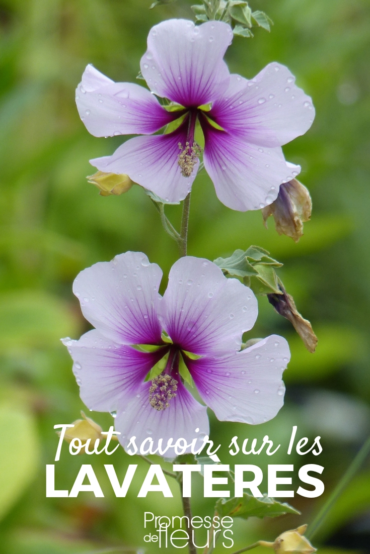 Lavatera, Mallow: Gardening Tips